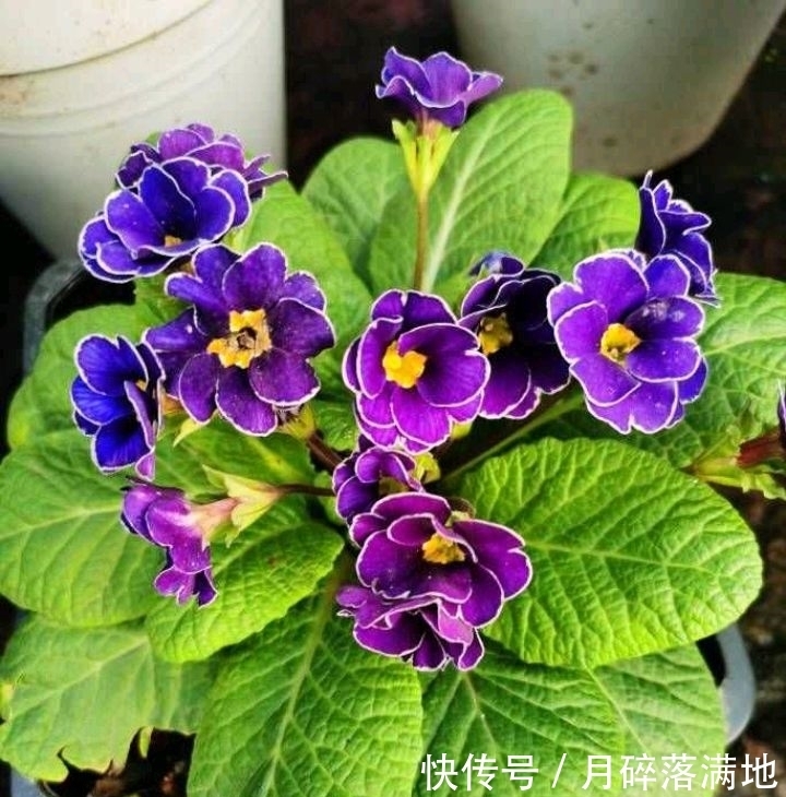 冬天养什么花好,它就不错,花朵大花苞多,很漂亮好养活