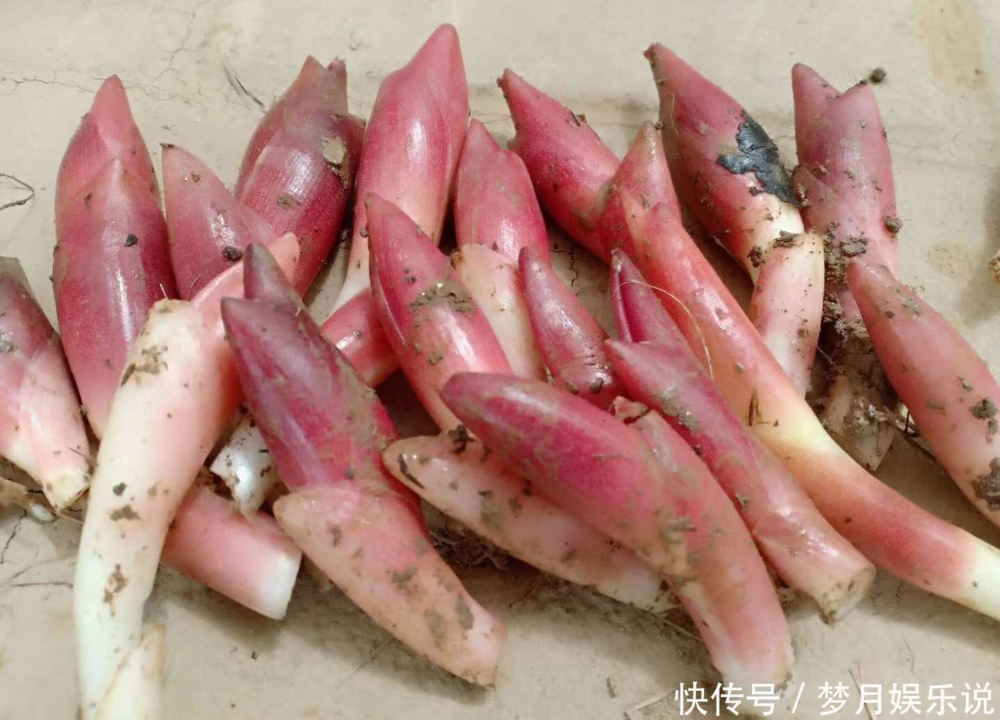 年轻人无人吃,农民当成猪青料,国外稀少当成宝,其实价值很高