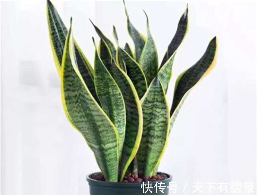 家庭养虎皮兰,做好这“5点”,叶子肥根系壮,笋芽长得撑破盆