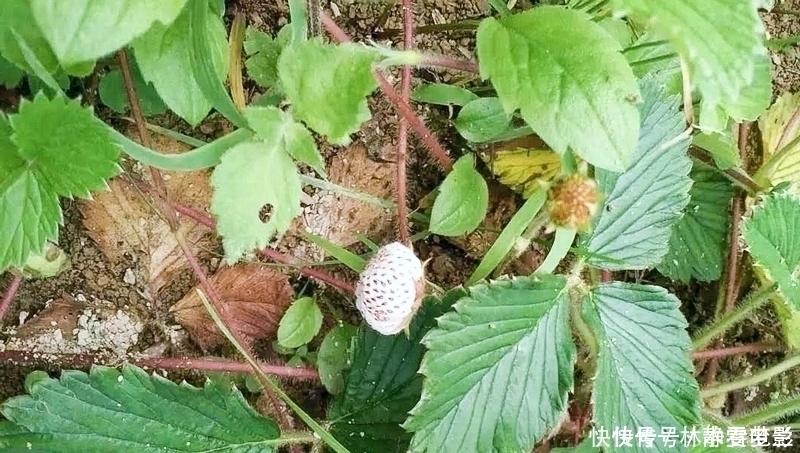 常误认含毒不能吃，却香甜如蜜，一斤卖30元，可惜农村少见