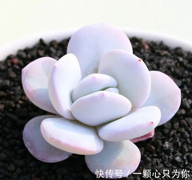 多肉中的贵货小仙女,颜值高,仙气足,你不要错过