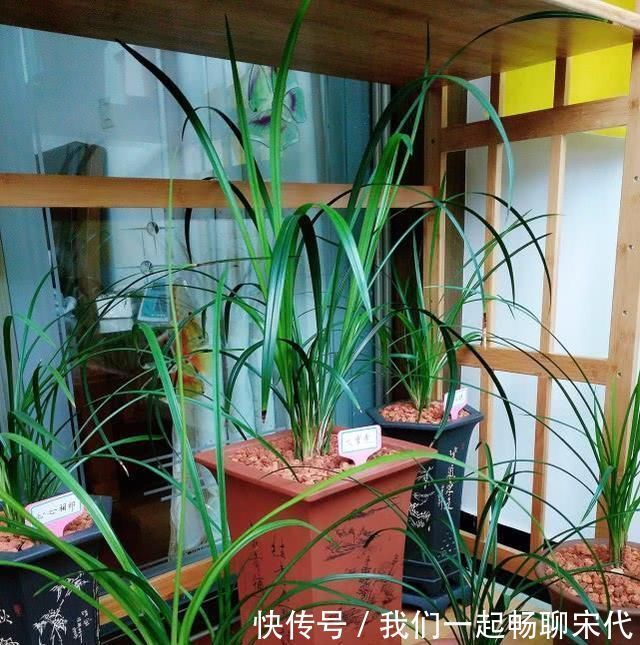 老前辈养兰花，盆里撒把粉，兰花呼呼长，叶子厚绿油亮，不烂根