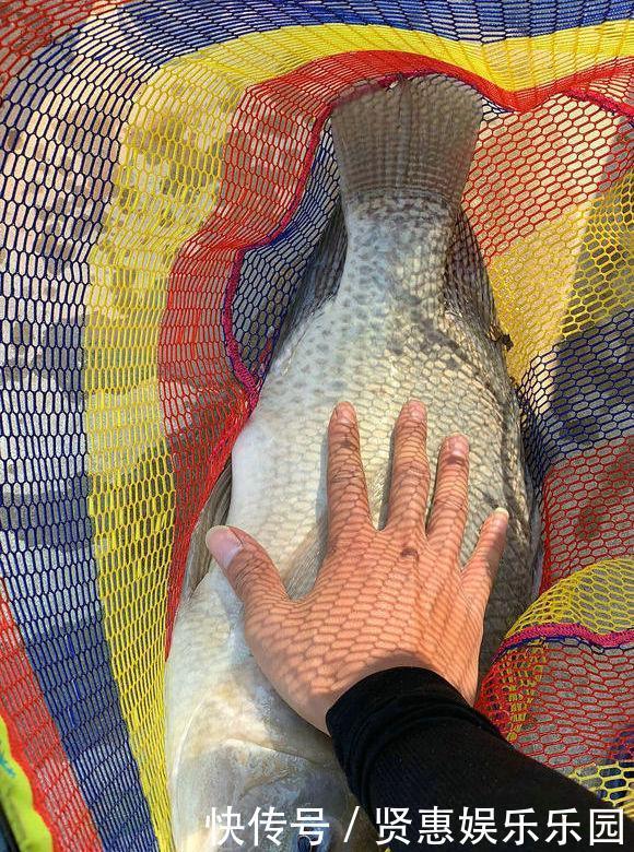 罗非鱼不能吃？广东男子钓获“7.8斤巨型罗非鱼”，堪称鱼鲜上品