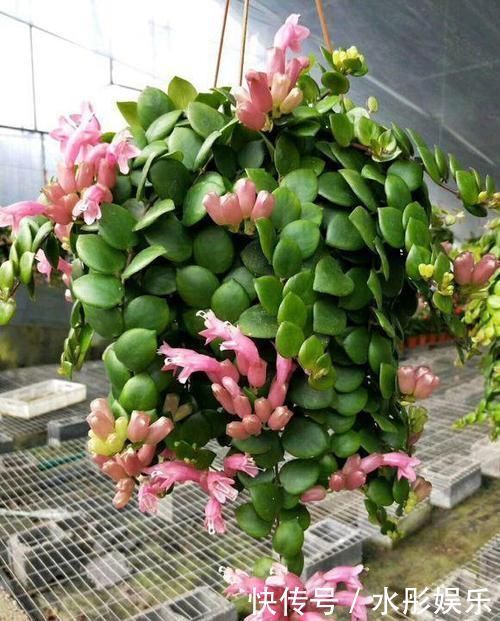 花蔓草
