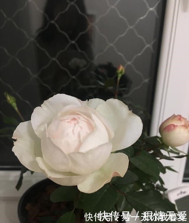 波莱罗舞曲|超级香的花，漂亮不输玫瑰，四季常开，还可盆栽种植，此花值得养！