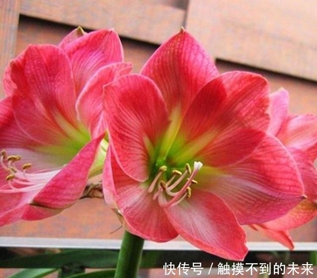 增加点|最值得养的花卉之一,花型奇特,花朵较大,是难得的阳台花卉品种