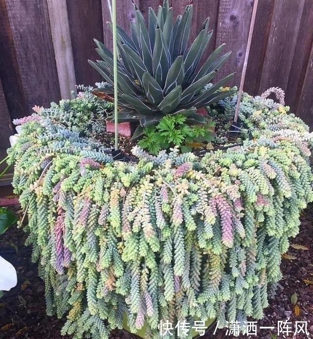 小陈|她把多肉种在阳台,一直长到楼下,天天被邻居投诉!