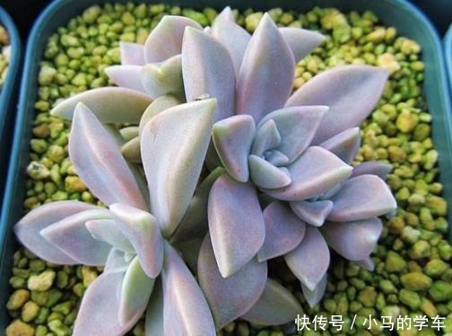 多肉引根大揭秘，一旦“肉肉”出现这种情况，尽快挽救！