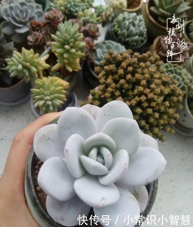 欧紫|我是多肉飘窗党，我来晚了！我是多肉飘窗党，我来晚了！