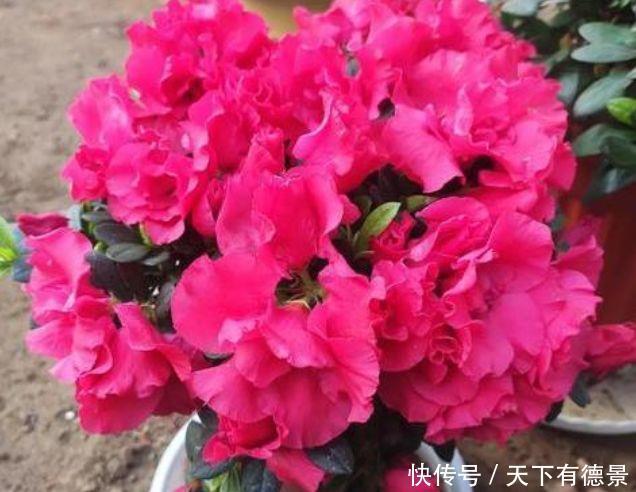 3种花是“开花小能手”，比牡丹还美，棵棵开满枝头，太漂亮