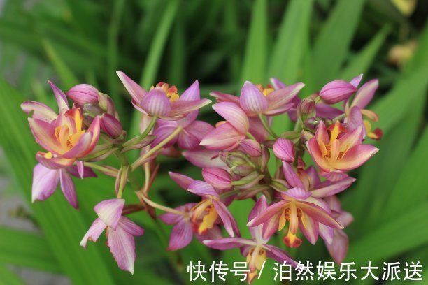 平剪|兰花开花后要如何修剪教你几招一年就疯长,年年开花爆盆!