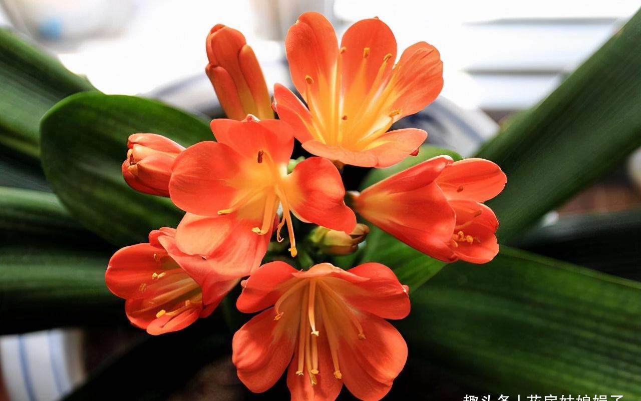 冬天养君子兰,满足它8个要求,花箭蹭蹭窜,开花就这么容易