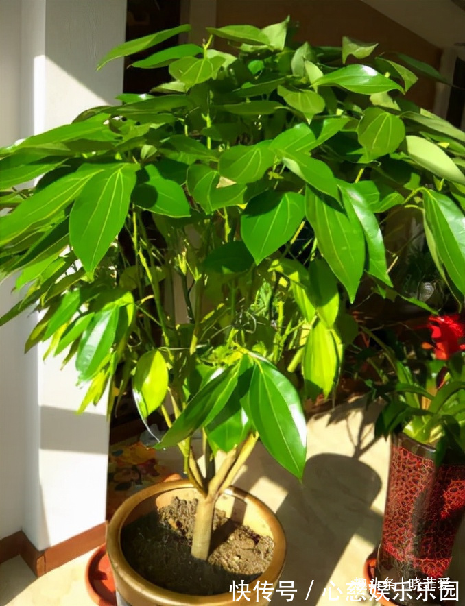 客厅养花不宜多！12种“吉祥花”任选一种，寓意好“养人”还旺家