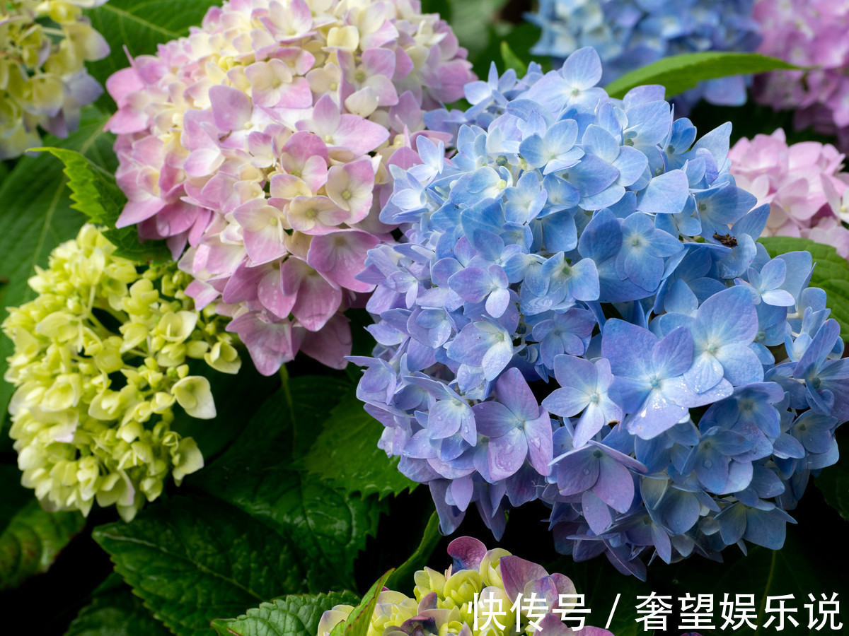 浪漫|“婚后幸福”的三生肖，丈夫浪漫又上进，生活越来越好