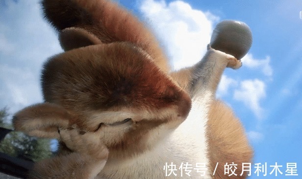 昊天宗|斗罗大陆神秘松鼠现身昊天宗,和唐三一起穿越并陪伴一生,疑似神级魂兽!