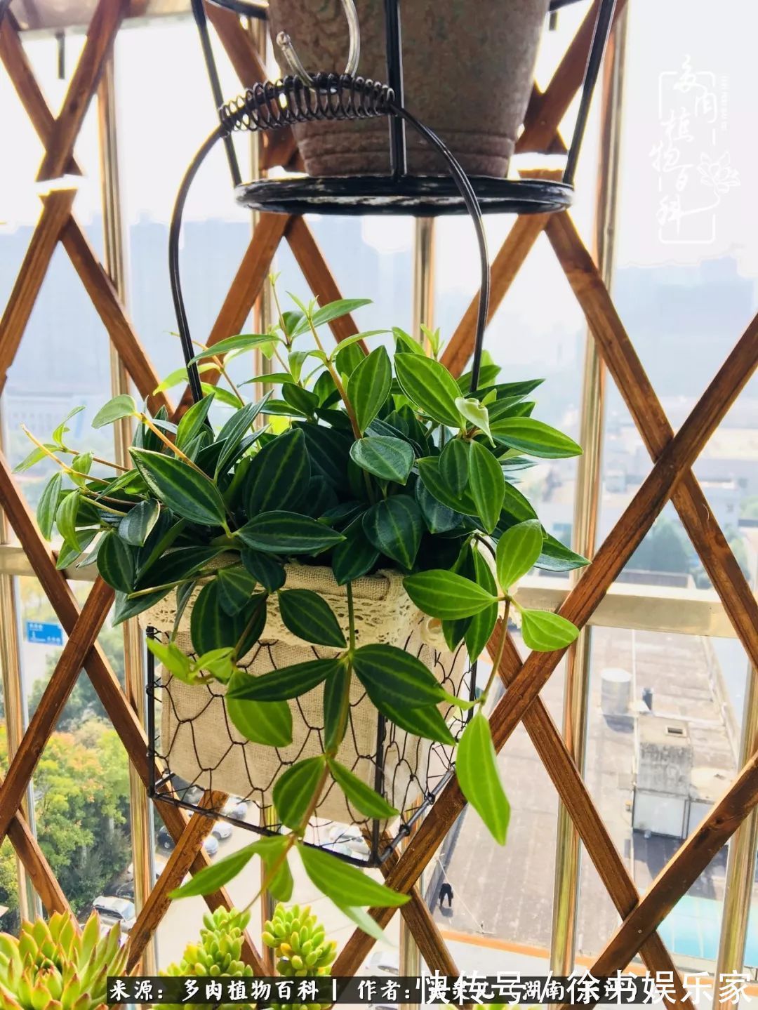 邂逅多肉，爱折腾的阳台党，总能收获简单纯粹的快乐！