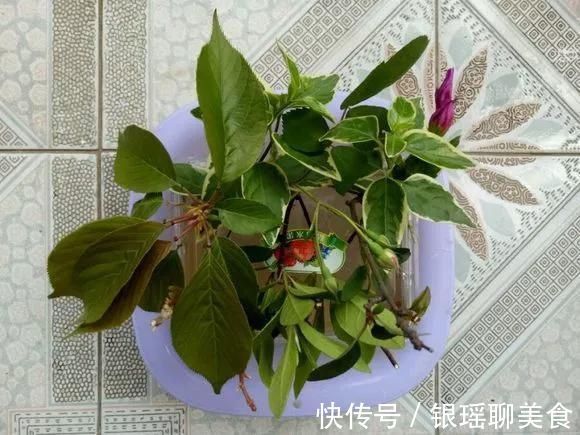 生根水还买4种东西放水里,大白根呼呼冒,扦插用得上