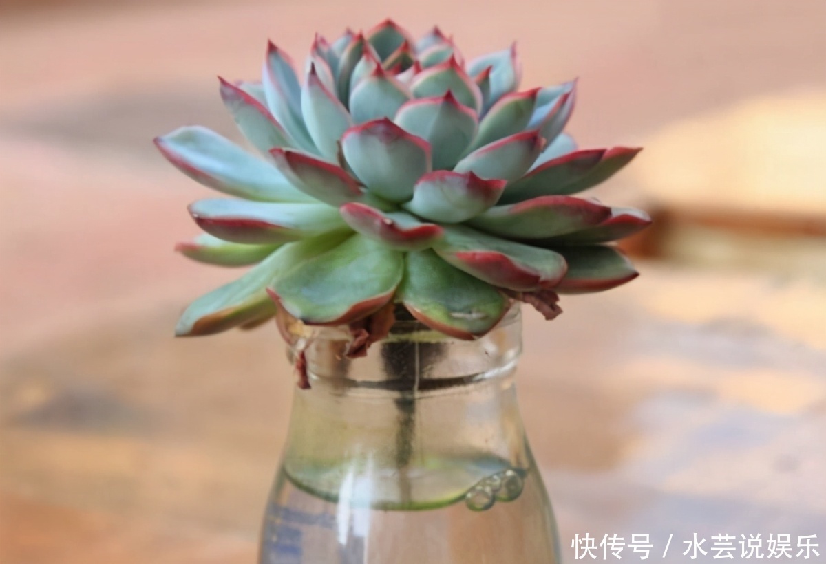 扦插讨喜的多肉,事前事后这么操作,成活率高很多
