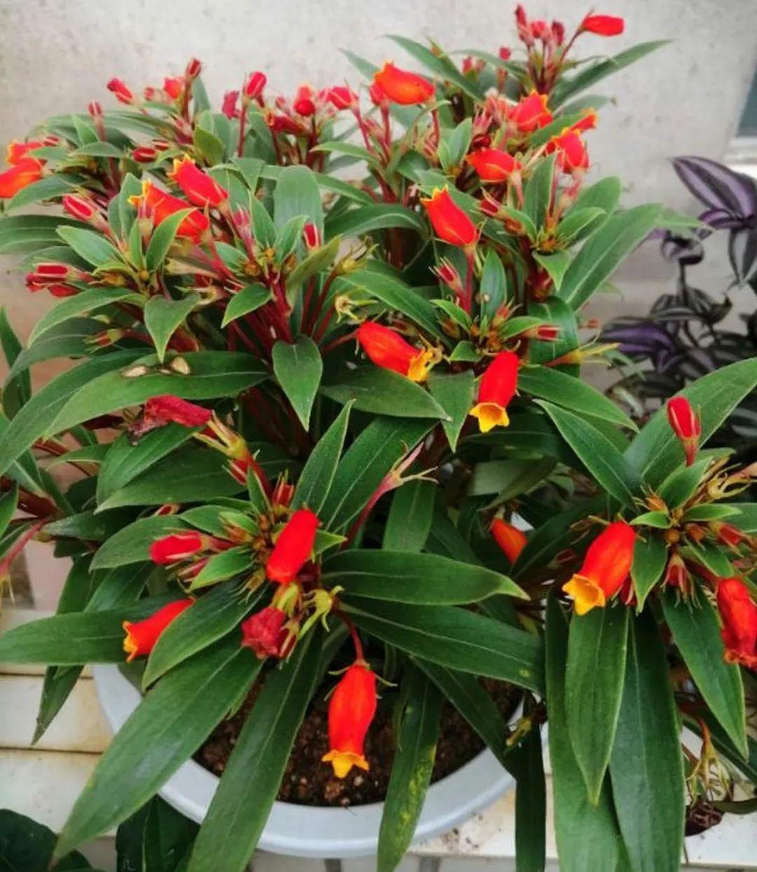 这盆吊兰养2年，年年开满小金鱼，大吉大利好喜气