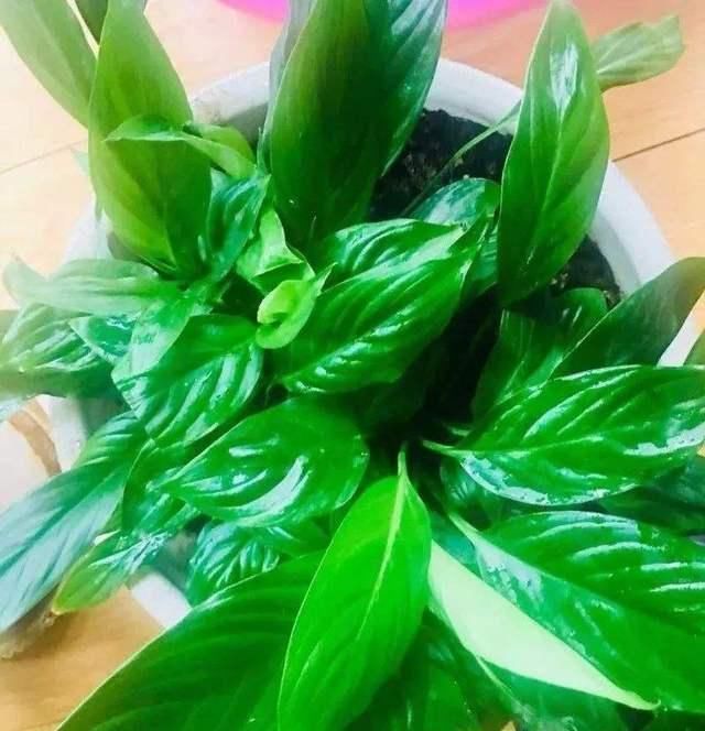 植物|逛花市时，这4种“花”尽量不要买，因为在家里根本养不活