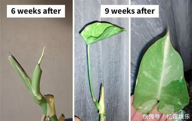 快枯死的绿植在大神手下起死回生,对比图超治愈又励志哇