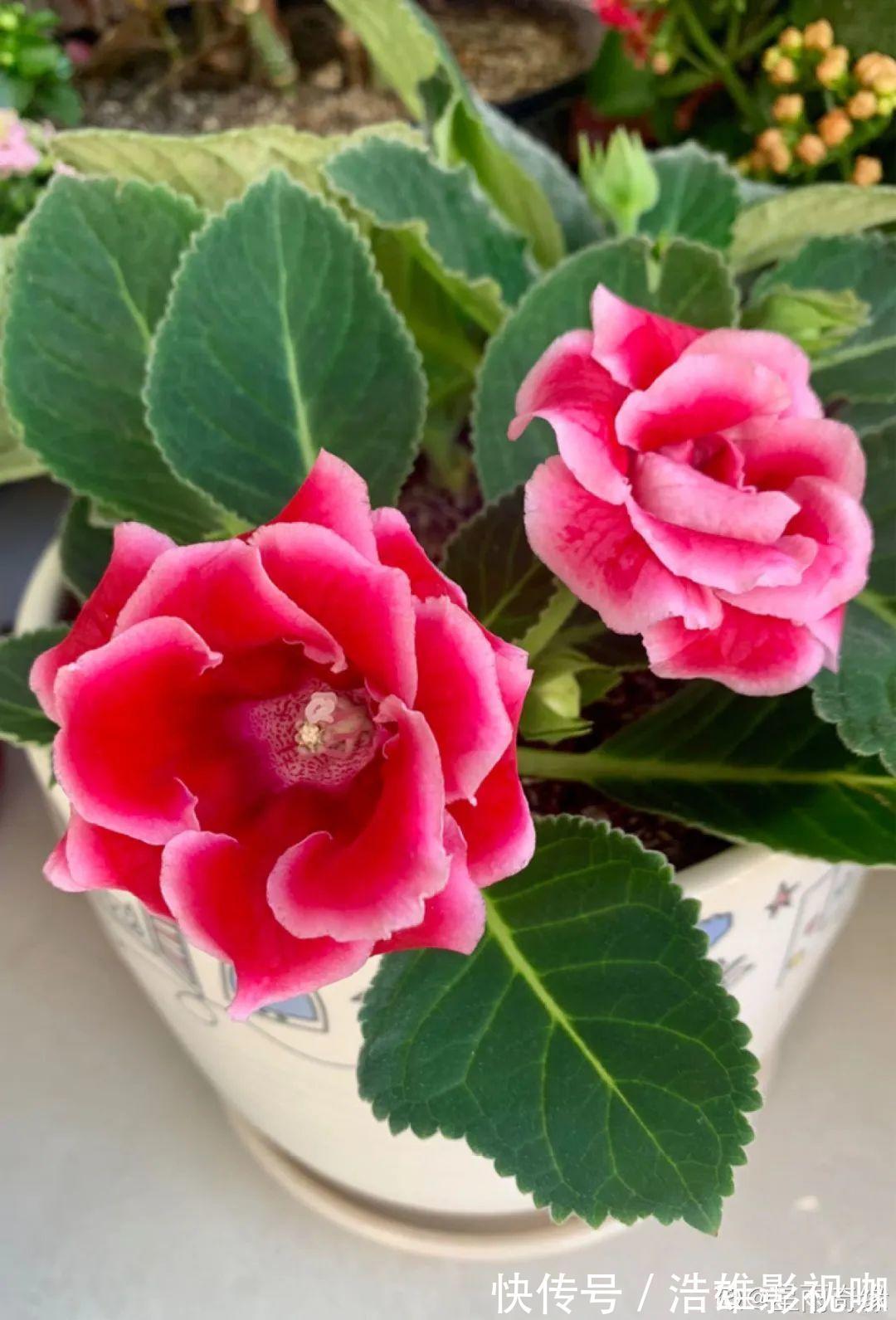 叶子|君子兰千万别喷水,一喷水就烂叶,3天就要死翘翘!