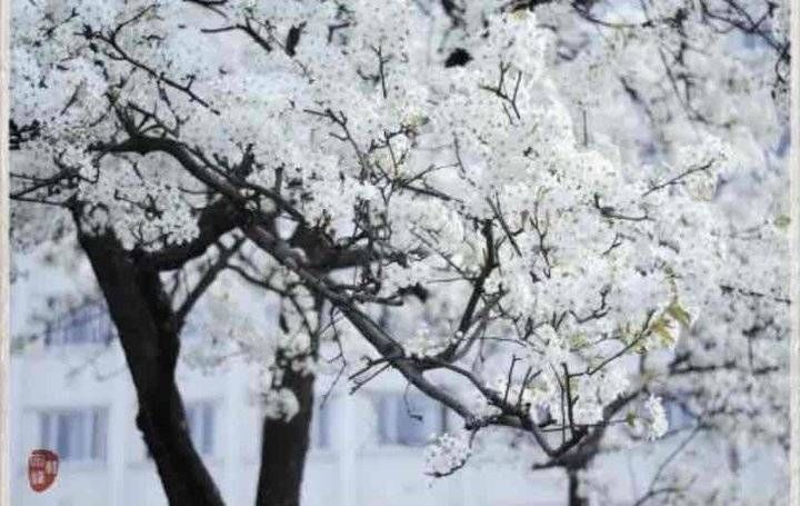 白比|青未了｜一树梨花白胜雪