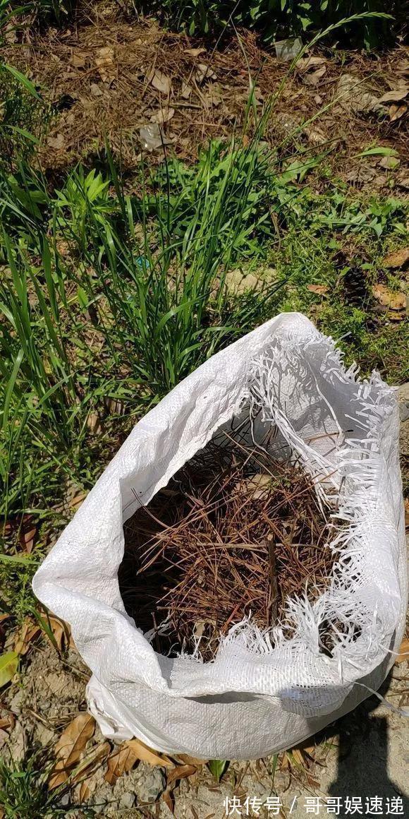 树皮|养花最怕烂根,盆底垫点料,盆土透气排水畅快,根粗叶绿开花勤