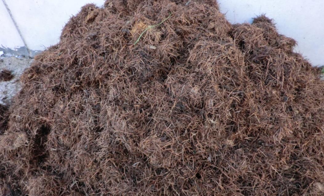 杀菌|山上收集回来松针土，别直接拿来养花，先要简单处理