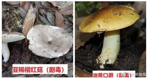 毒蘑菇|警惕！多人因误食中毒住院！