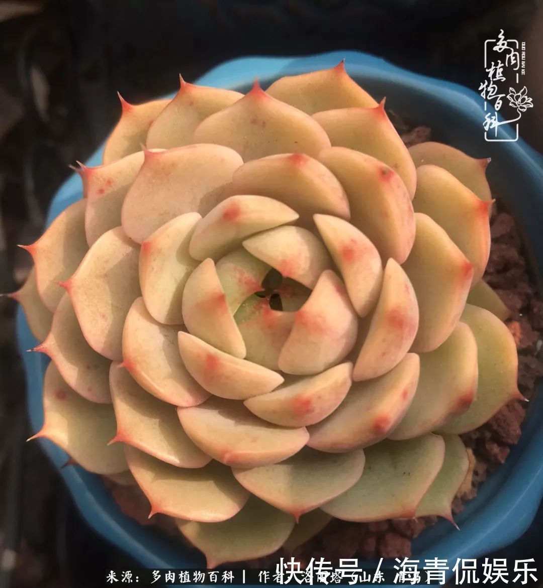 白月影|我和我的“多肉恋人”,怎么样有没有惊艳到你!