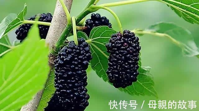 日常生活中|降压“冠军”或不是芹菜,医生建议:这些食物多吃,或能稳定血压