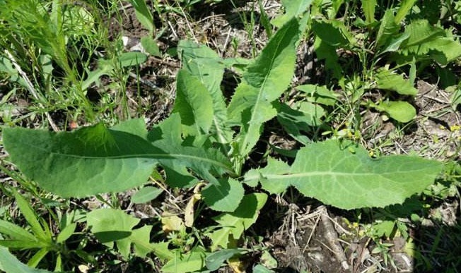 止咳|农村一种随处可见的野菜,是一种止咳的良药,市场上要20块一斤