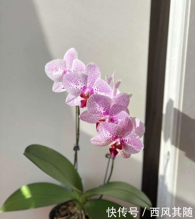 这三种花很“娇气”,冬天要慎养,一不小心只剩盆