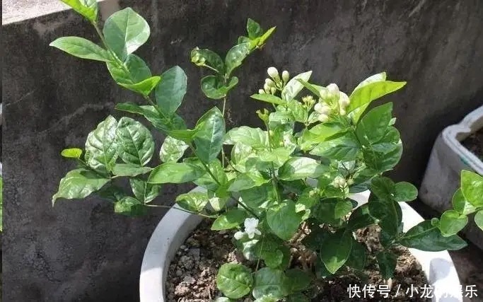 养茉莉要上心,学会三步走,花朵比栀子花都要白,香气醉人