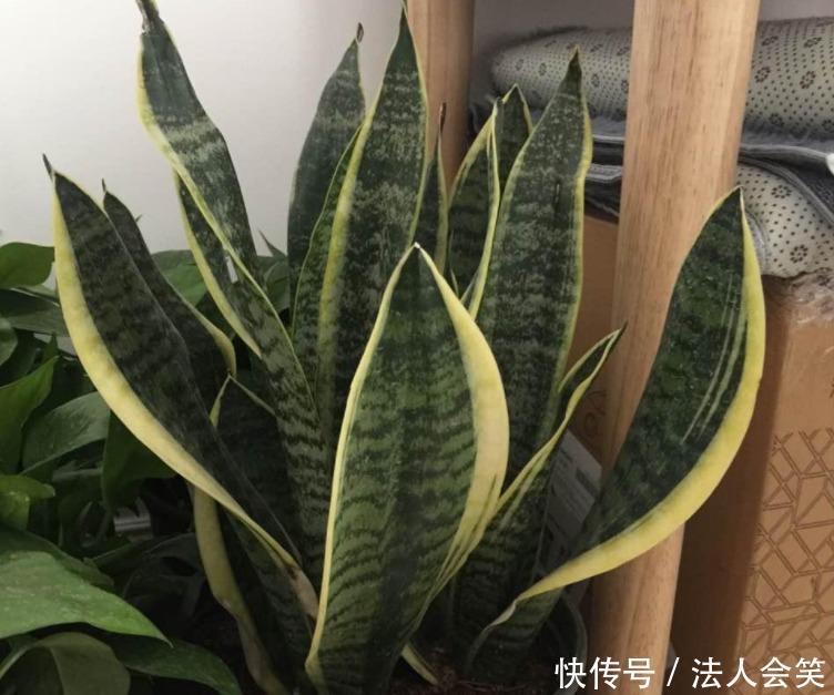 侧芽|学2招,让不爱出芽的虎皮兰接二连三地往外冒新芽吧!