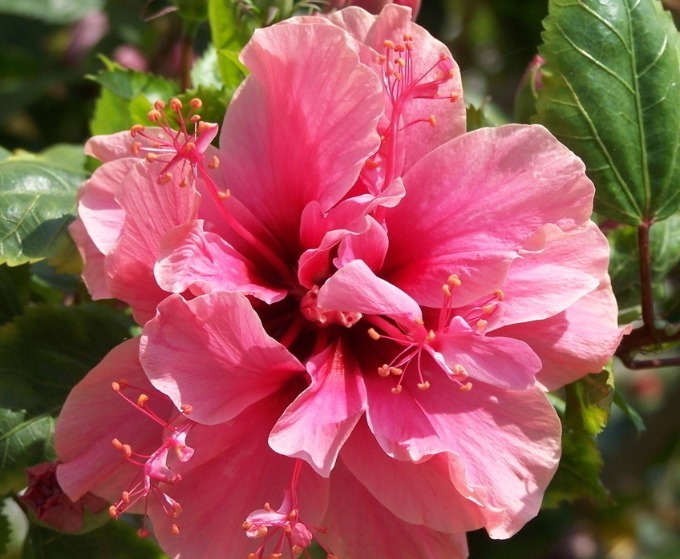 寓意|此“大红花”,开300天,比菊花艳,比牡丹好养,寓意热情似火