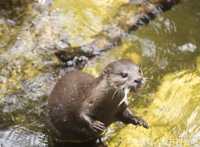 用尽|铁鞭道士法术超强,为了子孙,晚年尽力争取富贵,导致福报用尽!