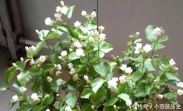 蚊子最“讨厌”这4种花,在客厅摆上一盆,整个夏天“没烦恼”!