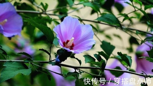 排毒养颜|神奇！这种花开花100多天，剪根枝条就能活，养一盆真不错！