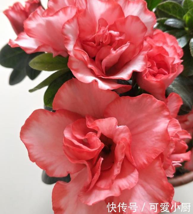 养花就养3种花,家里养一盆,比绿萝好养,10元1盆,阳台变花海!