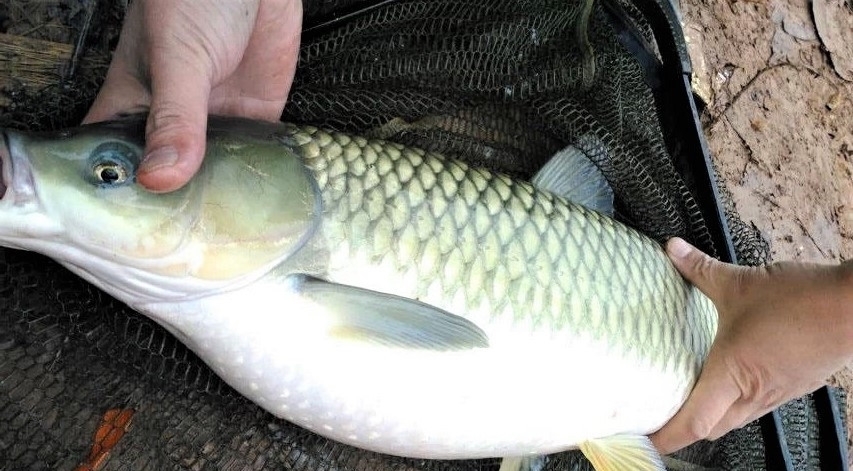 钓草鱼需要技巧吗？知道这些细节，扬竿上鱼到手软