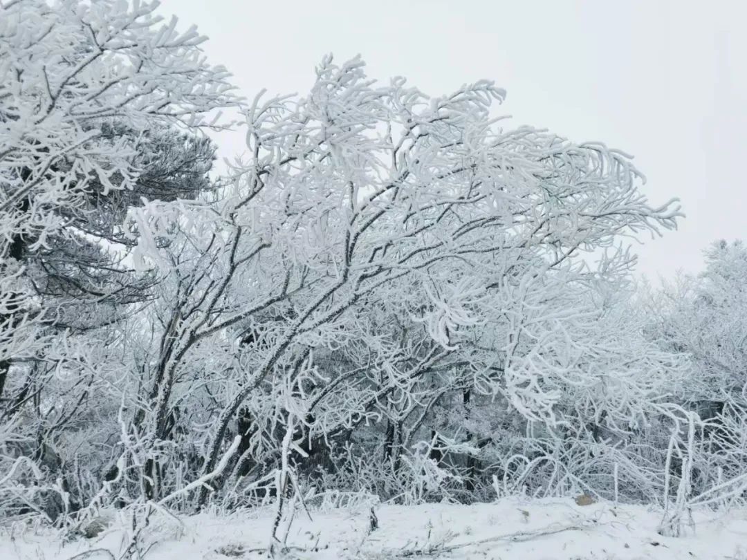 雪景|太美了！台州最新雪景！括苍山跌至-10℃，再现云海奇观（多图多视频）