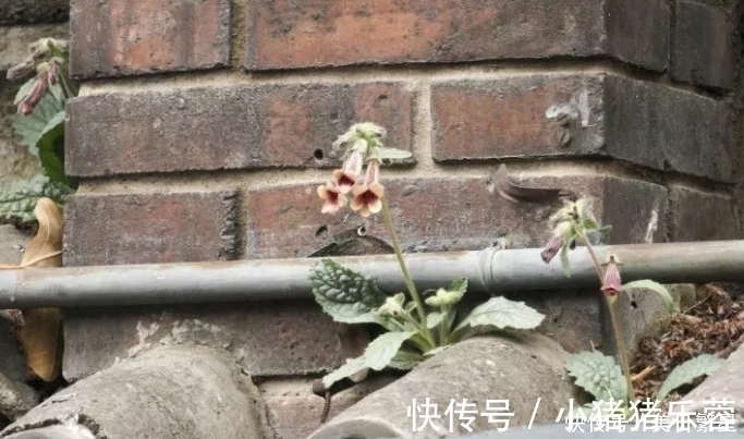 它是“四大仙药”之一,若长在你家屋顶,是你福气,别以为是杂草