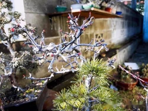 如何挑选好的盆景