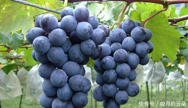 这3种葡萄别再买了,商贩自己都不会吃,家中有的建议扔掉!
