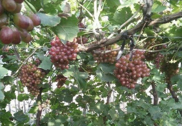 2种果树好养，摆家里当“盆栽”，结出“8斤果”，想吃即摘，方便