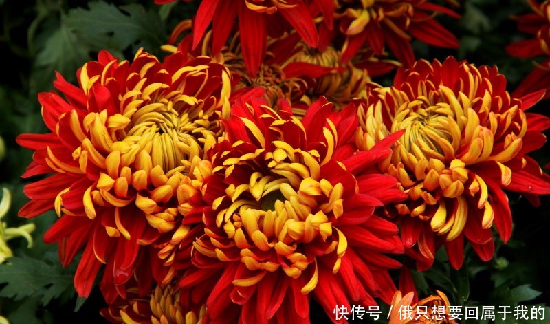 喜欢在家中养护花卉,就要选择花大色艳,花期长,美丽漂亮的花卉