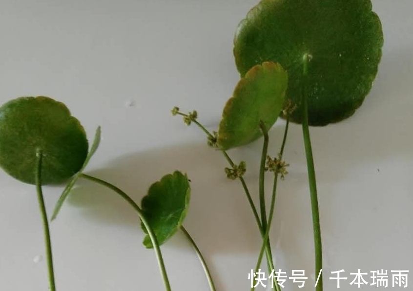 喝完的酸奶瓶不要扔,水培几棵铜钱草就是一抹风景