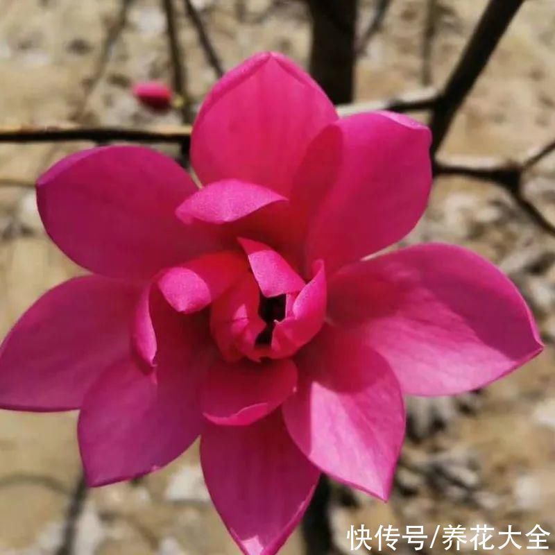 家门口种棵“吉祥花”,满树都开花,还有“镇宅”好兆头